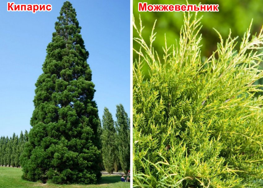 Чем отличается кипарис и туя. Смотреть фото Чем отличается кипарис и туя. Смотреть картинку Чем отличается кипарис и туя. Картинка про Чем отличается кипарис и туя. Фото Чем отличается кипарис и туя