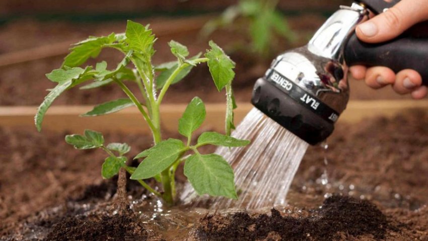 Полив томатів Полив томатів