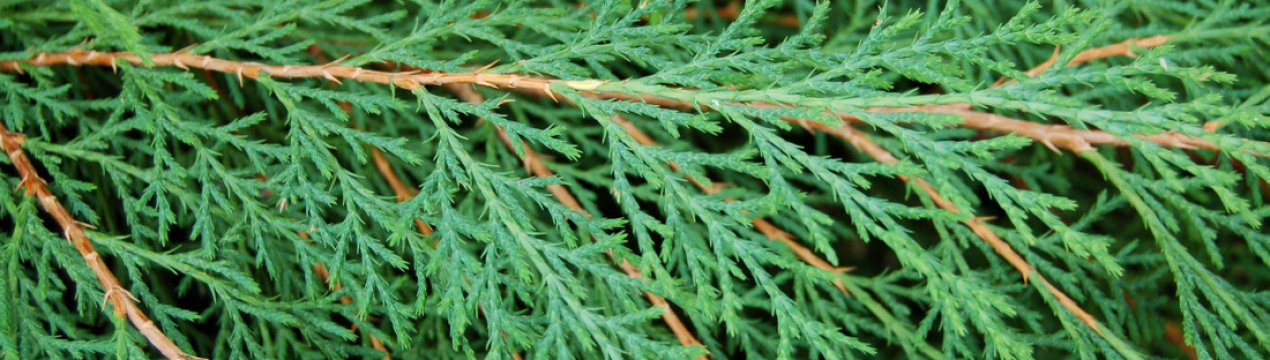 Сорта микробиоты перекрёстнопарной, их описание и применение