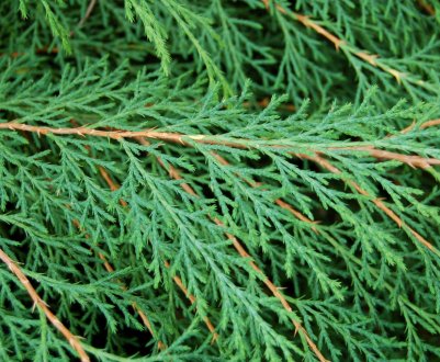 Сорта микробиоты перекрёстнопарной, их описание и применение