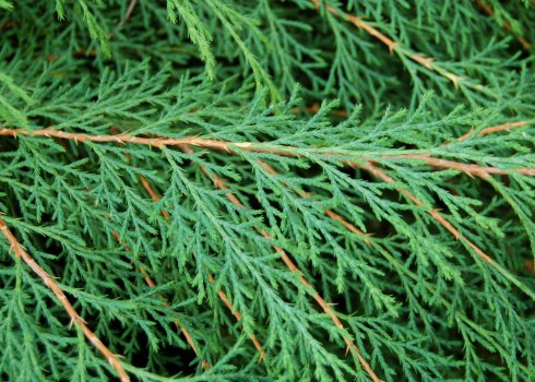 Сорта микробиоты перекрёстнопарной, их описание и применение