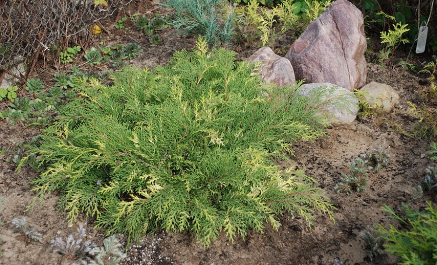 Микробиота Голдспот