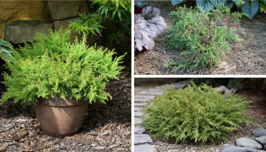 Микробиота Лукас