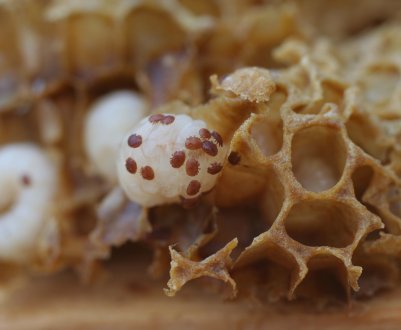 Обработка пчёл пихтовым маслом