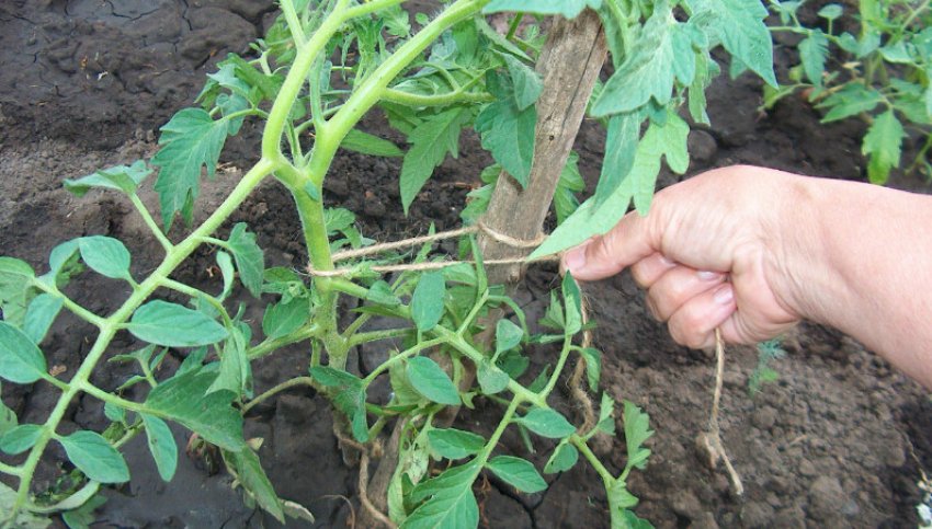 Підв'язка томатів Підв'язка томатів