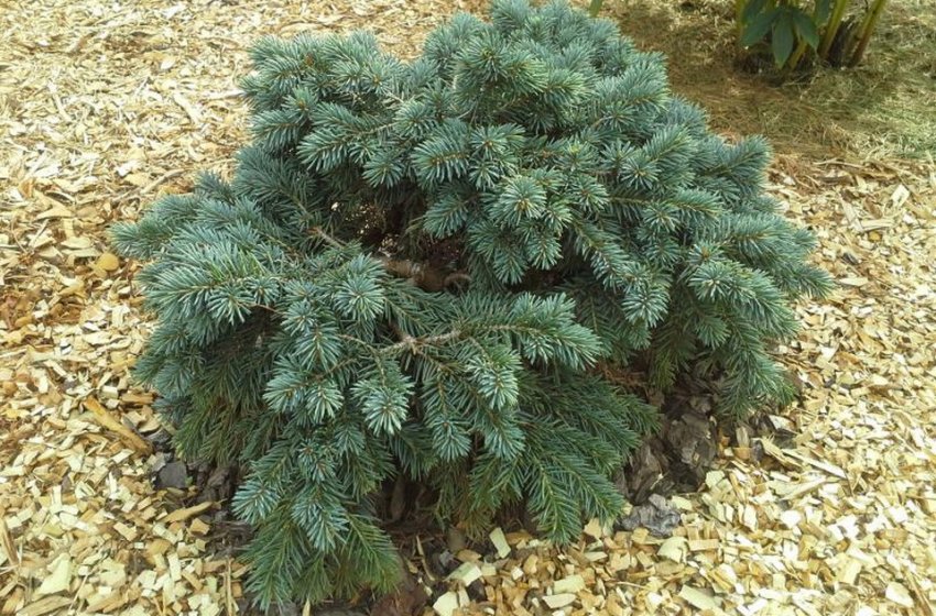 Мульчирование ели корой Мульчирование ели корой