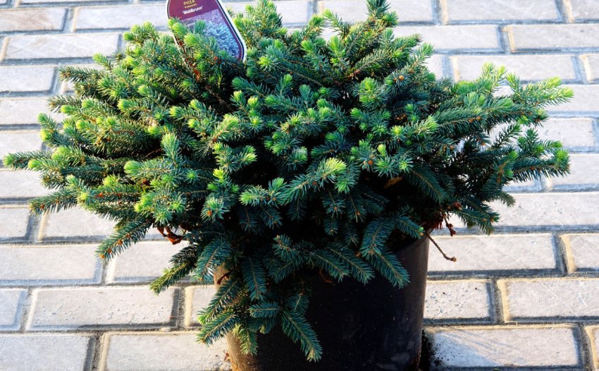 Посадочный материал ели Вальдбрун Посадочный материал ели Вальдбрун