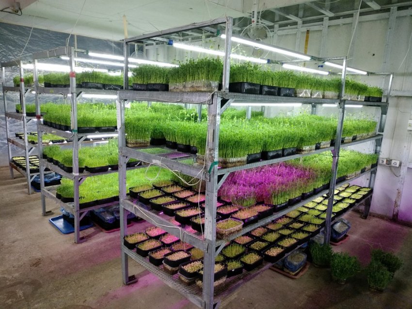 Вертикальная ферма под Одессой проходит сертификацию Organic Standard Вертикальная ферма под Одессой проходит сертификацию Organic Standard