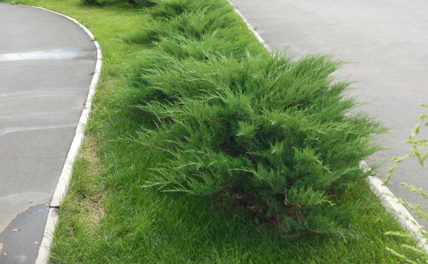 Микробиота перекрёстнопарная