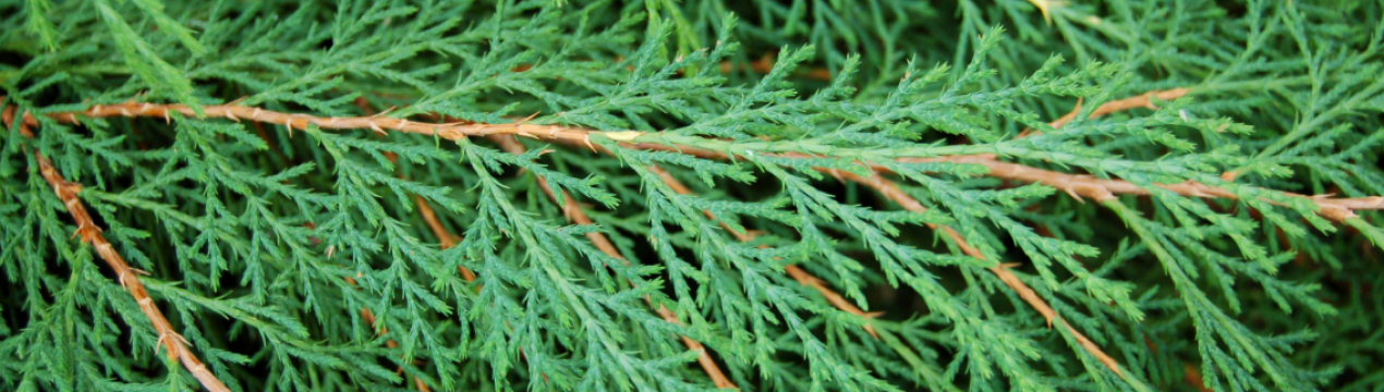 Выращивание в открытом грунте микробиоты перекрёстнопарной