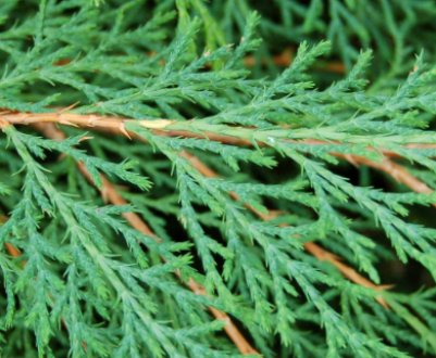 Выращивание в открытом грунте микробиоты перекрёстнопарной