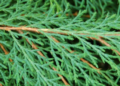 Выращивание в открытом грунте микробиоты перекрёстнопарной