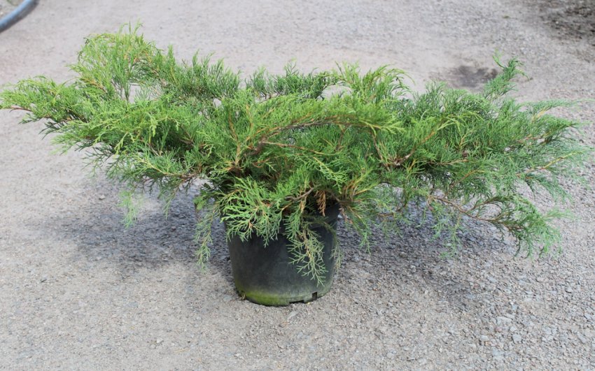 Микробиота перекрёстнопарная