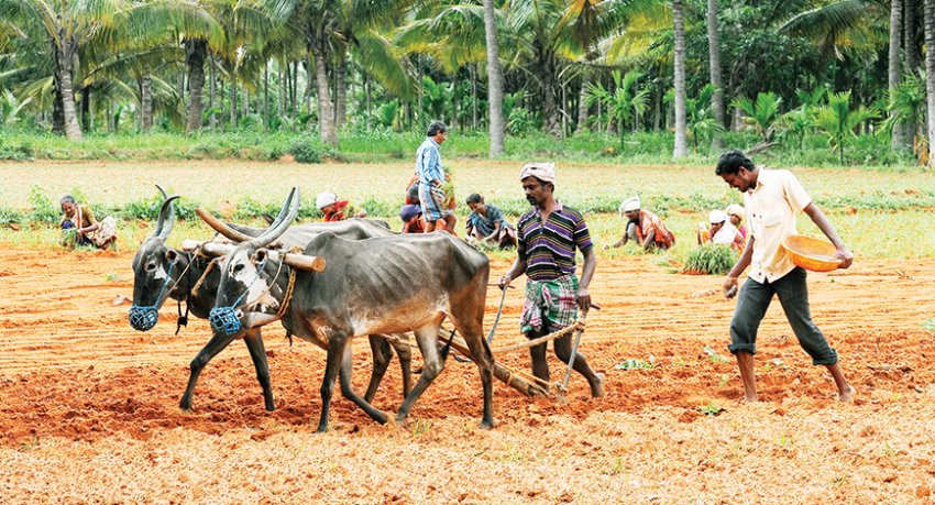 Индийские фермеры используют устаревшие технологии и контрафактную агрохимию