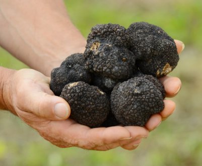 Как найти и собирать трюфель в Подмосковье