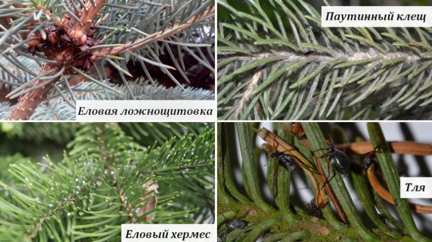 Вредитеди блакитної ялинки Зе Блюз Вредитеди блакитної ялинки Зе Блюз