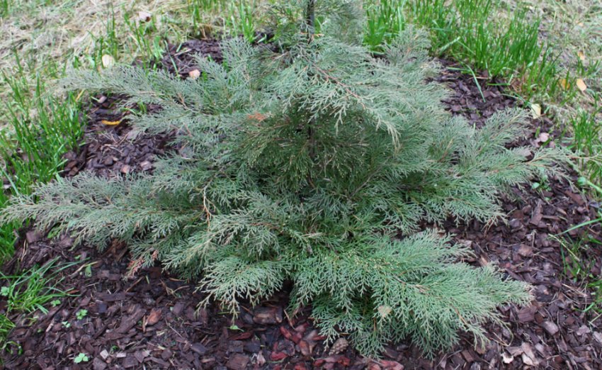 Микробиота