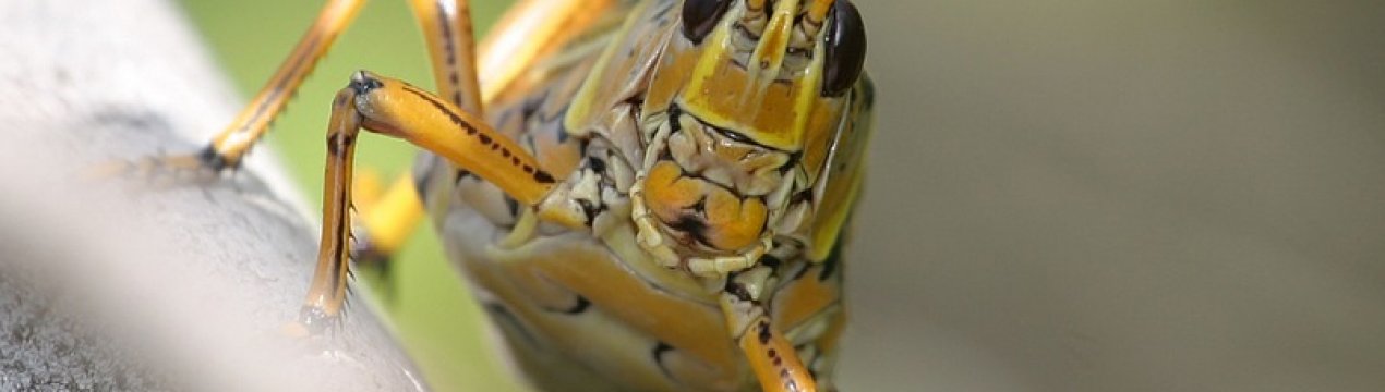 Саранча устроила пир на полях Пакистана