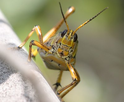 Саранча устроила пир на полях Пакистана