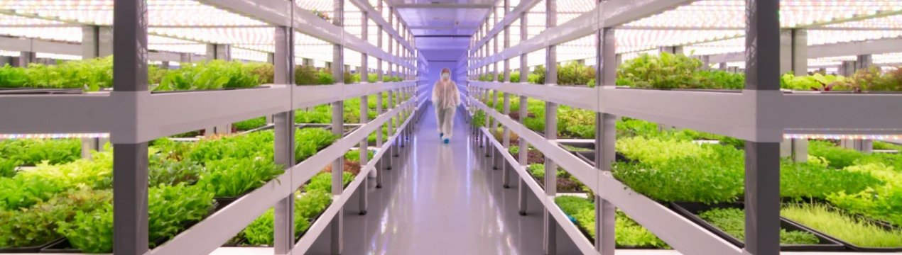 Вертикальная ферма под Одессой проходит сертификацию Organic Standard