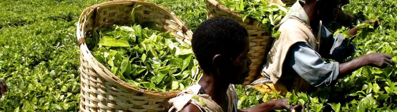 Индийские фермеры используют устаревшие технологии и контрафактную агрохимию