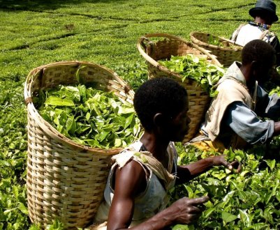 Индийские фермеры используют устаревшие технологии и контрафактную агрохимию