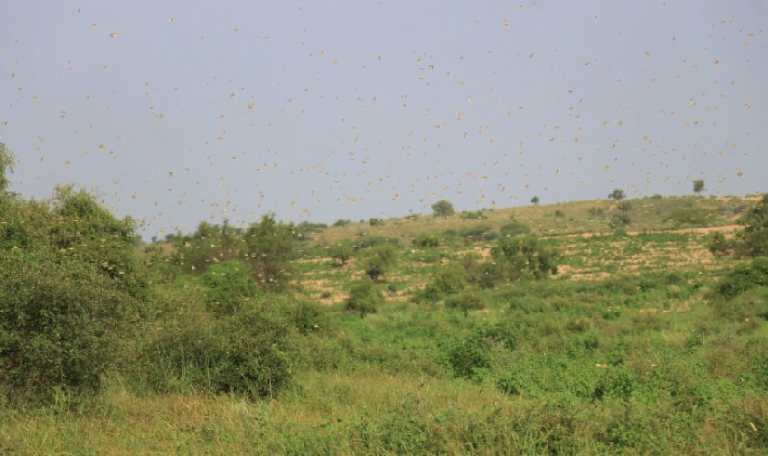 Саранча устроила пир на полях Пакистана Саранча устроила пир на полях Пакистана