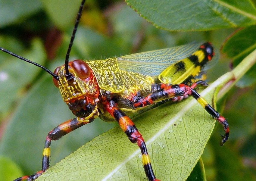 Саранча устроила пир на полях Пакистана Саранча устроила пир на полях Пакистана