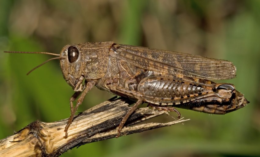 Саранча устроила пир на полях Пакистана Саранча устроила пир на полях Пакистана