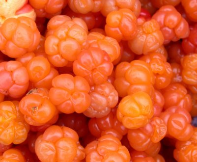 Фото, описание и применение морошки