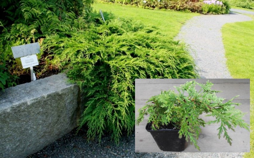 Черенок микробиоти