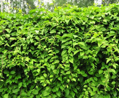 Полив и подкормка китайского лимонника