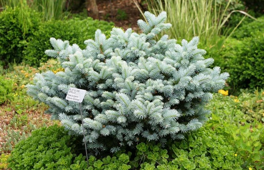 Глаука Глобоза Глаука Глобоза