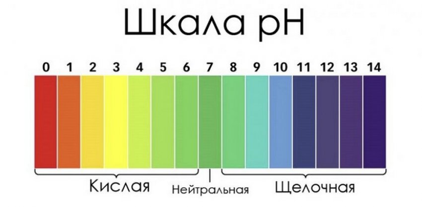 Чем подкормить лимонник китайский осенью. Смотреть фото Чем подкормить лимонник китайский осенью. Смотреть картинку Чем подкормить лимонник китайский осенью. Картинка про Чем подкормить лимонник китайский осенью. Фото Чем подкормить лимонник китайский осенью