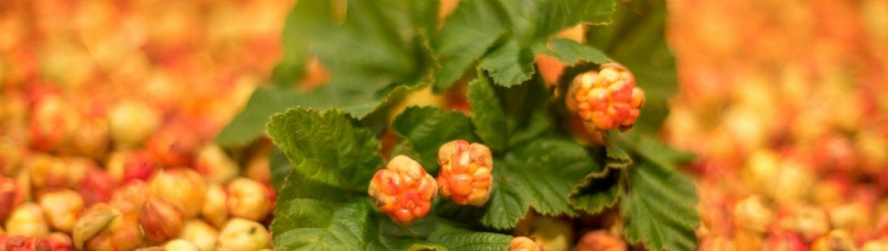 морошка что с ней делать после сбора урожая. Смотреть фото морошка что с ней делать после сбора урожая. Смотреть картинку морошка что с ней делать после сбора урожая. Картинка про морошка что с ней делать после сбора урожая. Фото морошка что с ней делать после сбора урожая