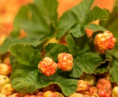 Где и когда созревает для сбора морошка в России