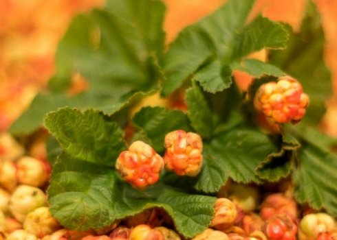 Где и когда созревает для сбора морошка в России