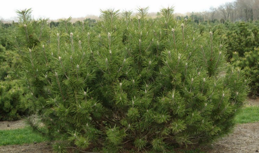 Сосна Мугус
