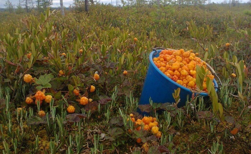 морошка что с ней делать после сбора урожая. Смотреть фото морошка что с ней делать после сбора урожая. Смотреть картинку морошка что с ней делать после сбора урожая. Картинка про морошка что с ней делать после сбора урожая. Фото морошка что с ней делать после сбора урожая