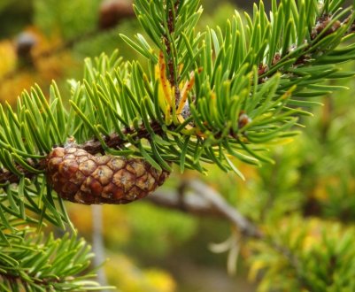 Описание и выращивание сосны Банкса