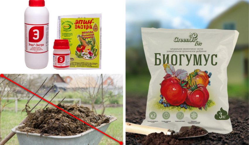 Удобрение для сосны Удобрение для сосны