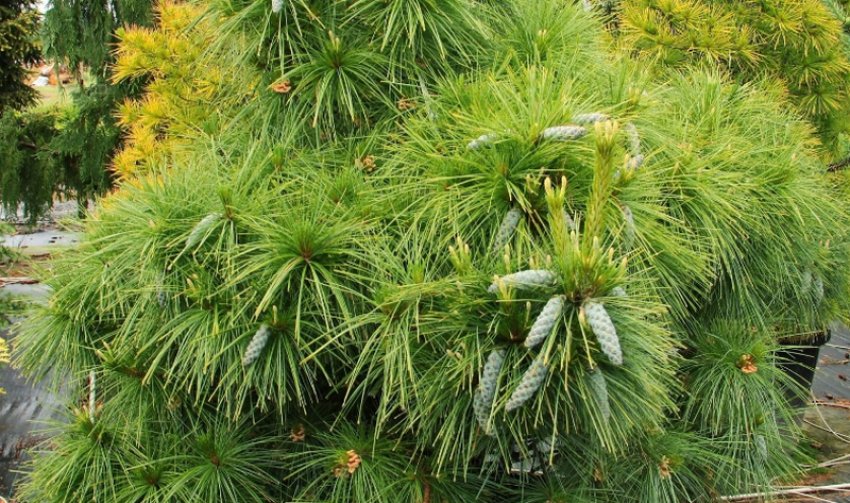 Сосна Шверина Витхорст Сосна Шверина Витхорст