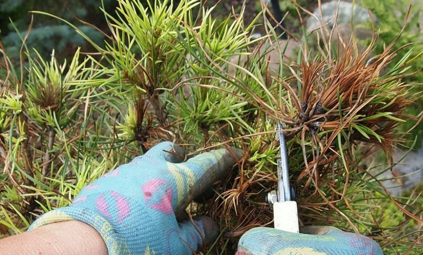 Обрезка сосны