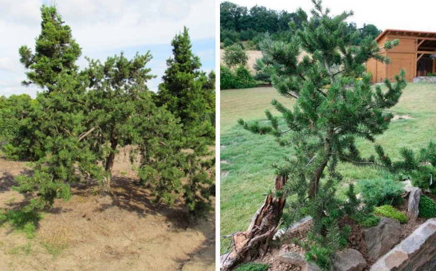 Сосна Арктис