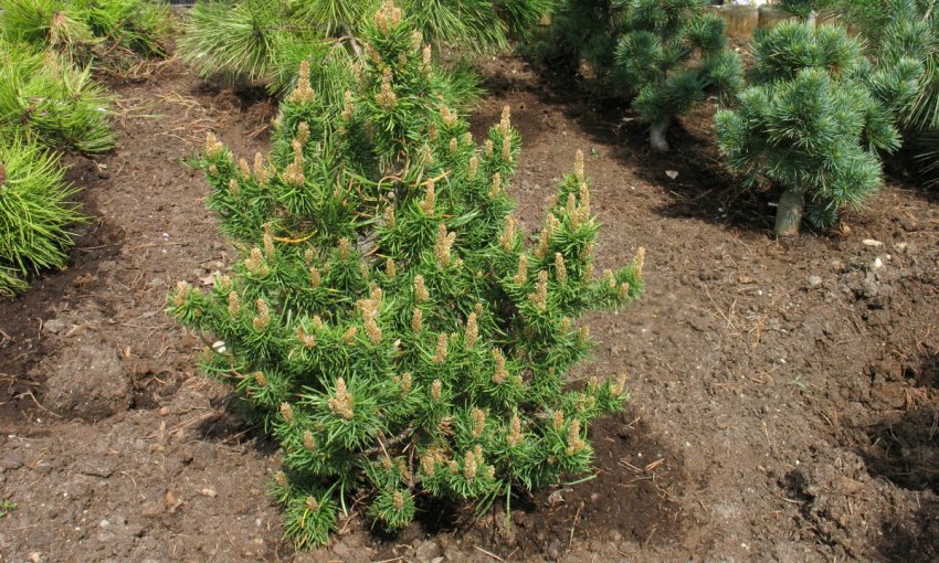 Сосна Банска-Штьявница