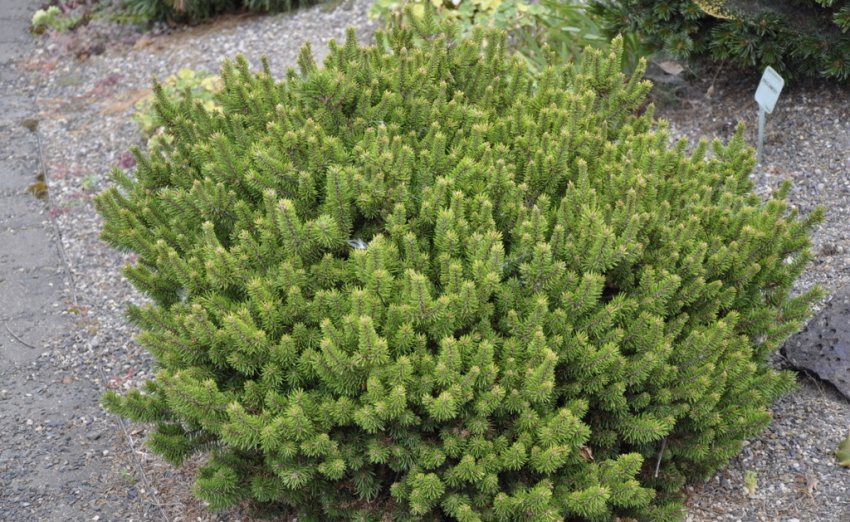 Сосна Чиппева