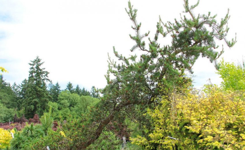 Сосна Анкл Фоги