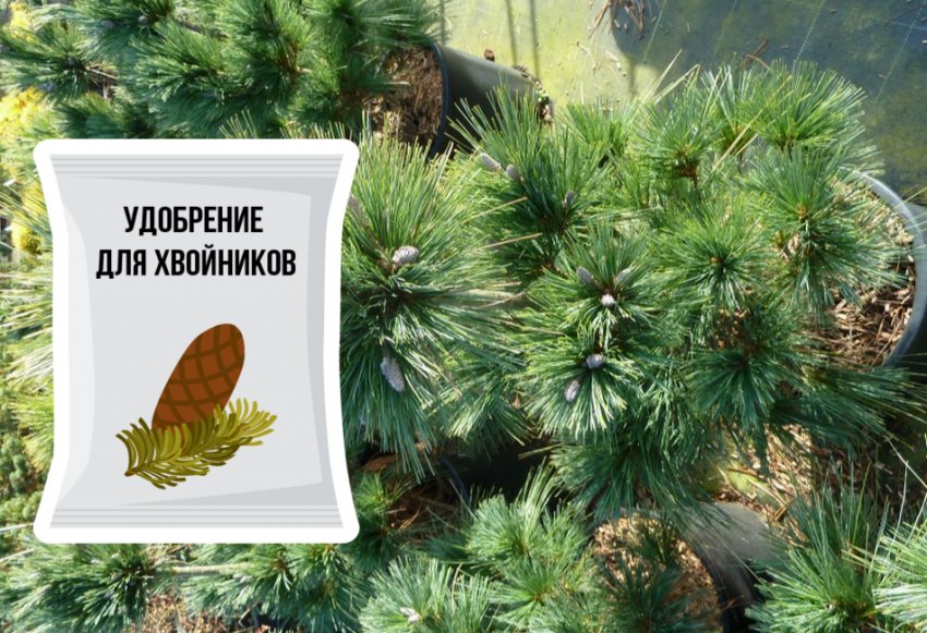 Подкормка сосны Подкормка сосны