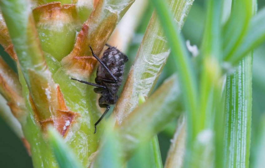 Тля на сосне Тля на сосне