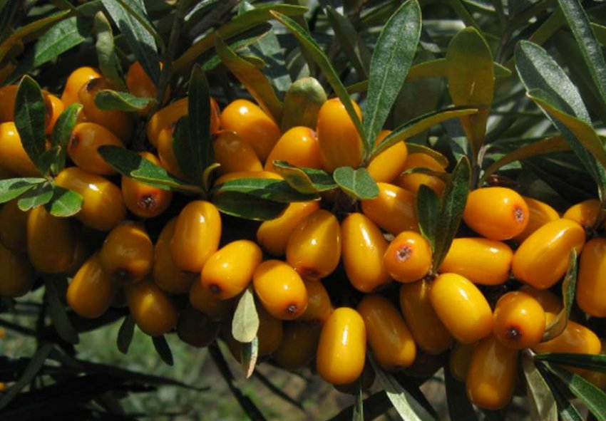 Облепиха Августина